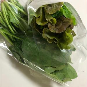 5枚セット 葉物野菜の袋詰め補助具 野菜がつる...の詳細画像3