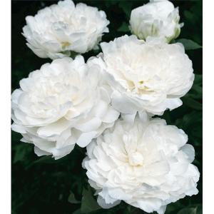 芍薬 画像 苗 の商品一覧 花 ガーデニング 通販 Yahoo ショッピング