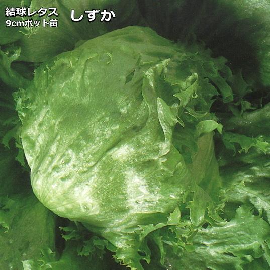 レタス しずか 9cmポット苗 結球レタス
