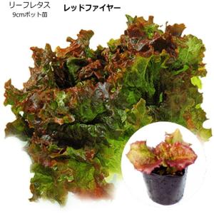 レタス レッドファイヤー 9cmポット苗 リーフレタス