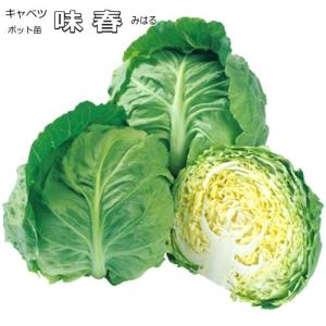 キャベツ 味春 みはる 9cmポット苗