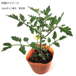 実生 ミニトマト オレンジパルチェ 9cmポット苗の詳細画像1