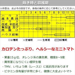 実生 ミニトマト オレンジパルチェ 9cmポット苗の詳細画像2
