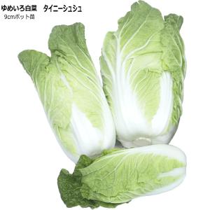 白菜 ゆめいろはくさい タイニーシュシュ 9cmポット苗
