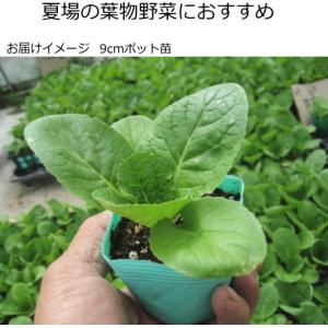 白菜 ゆめいろはくさい タイニーシュシュ 9c...の詳細画像1