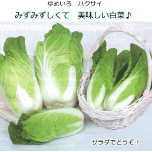 白菜 ゆめいろはくさい タイニーシュシュ 9c...の詳細画像2