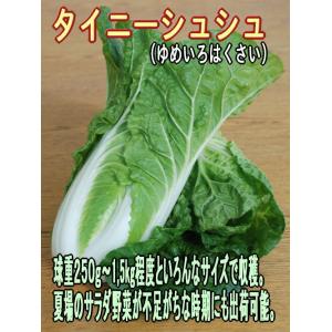 白菜 ゆめいろはくさい タイニーシュシュ 9c...の詳細画像3