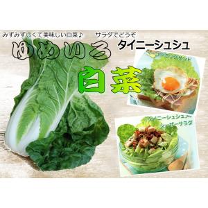 白菜 ゆめいろはくさい タイニーシュシュ 9c...の詳細画像4