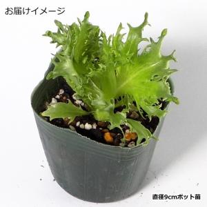 レタス ハンサムグリーン 9cmポット苗 リー...の詳細画像1