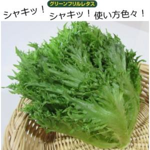 レタス ハンサムグリーン 9cmポット苗 リー...の詳細画像2