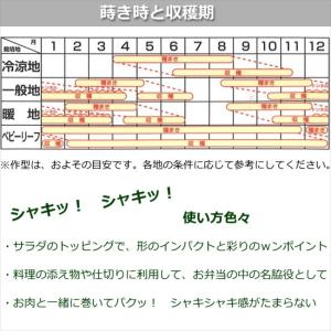 レタス ハンサムグリーン 9cmポット苗 リー...の詳細画像3