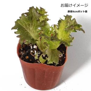 レタス ハンサムレッド 9cmポット苗 リーフレタスの詳細画像1