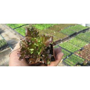 レタス ハンサムレッド 9cmポット苗 リーフレタスの詳細画像2