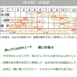 レタス ハンサムレッド 9cmポット苗 リーフレタスの詳細画像4