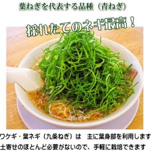 ねぎ 九条太 9cmポット苗 ネギの詳細画像2