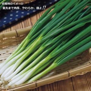 ねぎ 九条太 9cmポット苗 ネギの詳細画像3
