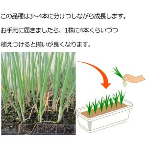 ねぎ 九条太 9cmポット苗 ネギの詳細画像4