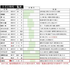 ねぎ 九条太 9cmポット苗 ネギの詳細画像5