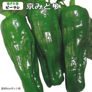 接ぎ木 ピーマン 京みどり 10.5cmポット苗