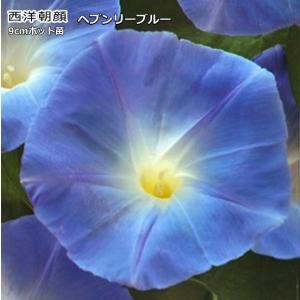西洋朝顔 ヘブンリーブルー 9cmポット苗