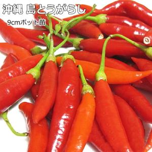 辛とうがらし 沖縄 島とうがらし （コーレーグスー） 9cmポット苗 トウガラシ