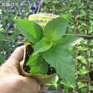 辛とうがらし 沖縄 島とうがらし (コーレーグ...の詳細画像1