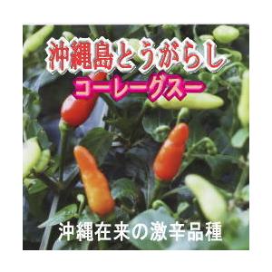 辛とうがらし 沖縄 島とうがらし (コーレーグ...の詳細画像2