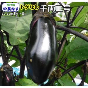 2026年7月】千両ナスのおすすめ人気ランキング - Yahoo!ショッピング