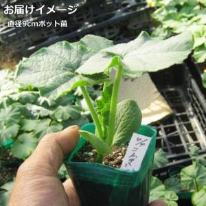 かぼちゃ 特濃こふき5.6 9cmポット苗 カボチャの詳細画像1