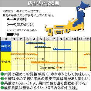 かぼちゃ 特濃こふき5.6 9cmポット苗 カボチャの詳細画像2