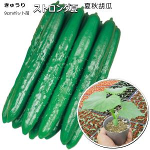 実生 きゅうり ストロング夏 9cmポット苗 節成り 胡瓜