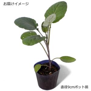 カリフラワー バイオレットクイン 9cmポット苗の詳細画像1