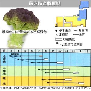 カリフラワー バイオレットクイン 9cmポット苗の詳細画像2