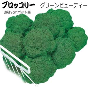 ブロッコリー グリーンビューティ 9cmポット苗