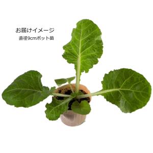 ニューはくらん 9cmポット苗 白菜とキャベツの交配の詳細画像1
