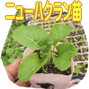 ニューはくらん 9cmポット苗 白菜とキャベツの交配の詳細画像2