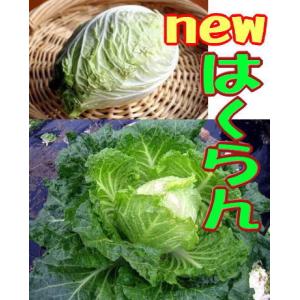 ニューはくらん 9cmポット苗 白菜とキャベツの交配の詳細画像3