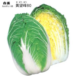 白菜 黄望峰80　 9cmポット苗 ハクサイ