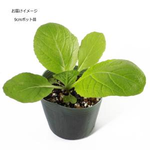 白菜 黄望峰80 9cmポット苗 ハクサイの詳細画像1