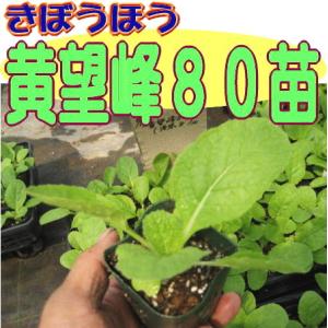 白菜 黄望峰80 9cmポット苗 ハクサイの詳細画像2