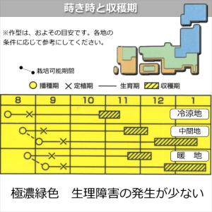 白菜 黄望峰80 9cmポット苗 ハクサイの詳細画像3