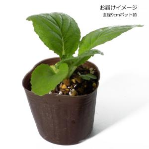 白菜 お黄にいり 9cmポット苗 ミニハクサイの詳細画像2