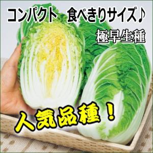 白菜 お黄にいり 9cmポット苗 ミニハクサイの詳細画像3