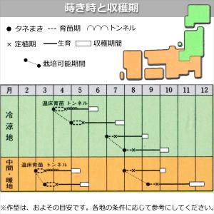 白菜 お黄にいり 9cmポット苗 ミニハクサイの詳細画像4