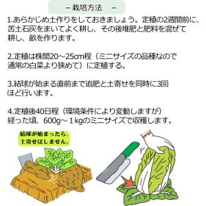 白菜 お黄にいり 9cmポット苗 ミニハクサイの詳細画像5