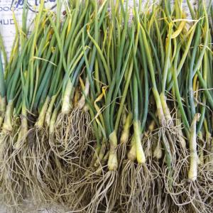 補植用 玉ねぎ ネオアース 抜き苗 50本