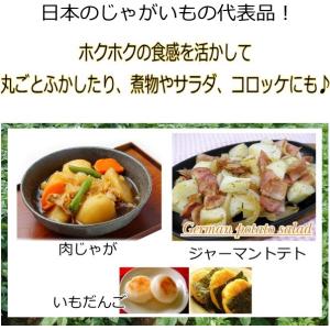 じゃがいも 男爵 だんしゃく 種芋 500g ...の詳細画像2