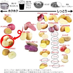 じゃがいも 男爵 だんしゃく 種芋 500g ...の詳細画像3