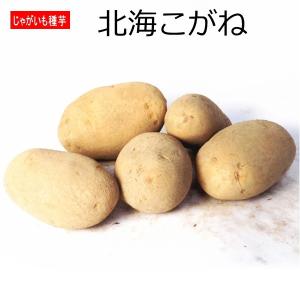 じゃがいも 北海こがね 種芋 500g ジャガイモ L〜Sサイズ