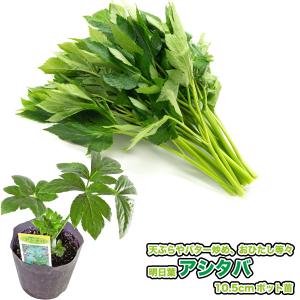 国華園 有用植物苗 山菜 行者ニンニク 5株 / 家庭菜園 行者ニンニクの